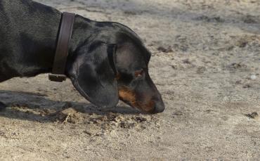 dog, dachshund, animal