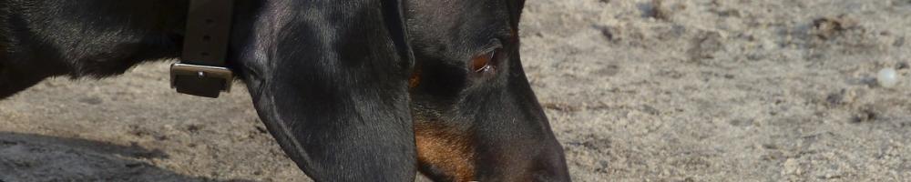 dog, dachshund, animal